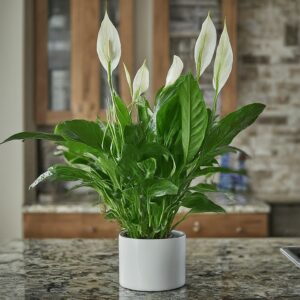 A picture of a lilly plant on a marble countertop.