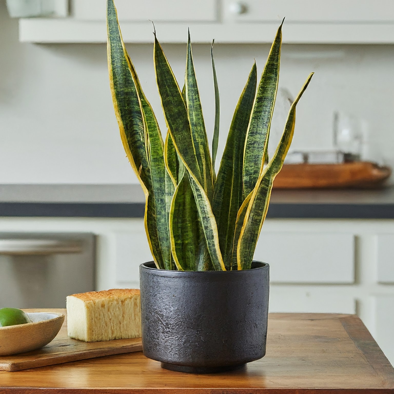 A picture of a snake plant in a kitchen.